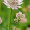 ASTRANTIA Major 'Florence' PBR -Garden Grace Store astrantia major florence 6130080