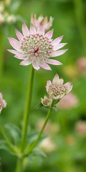 ASTRANTIA Major 'Florence' PBR 3 ASTRANTIA Major 'Florence' PBR