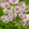 ASTRANTIA Major Var. Rosea -Garden Grace Store astrantia major rosea