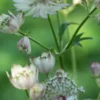 ASTRANTIA Major -Garden Grace Store astrantia major web
