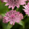 ASTRANTIA Major 'Pink Pride' -Garden Grace Store astrantia pink pride 5310749