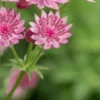 ASTRANTIA 'Roma' PBR -Garden Grace Store astrantia roma 6130106