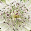 ASTRANTIA 'Superstar' PBR -Garden Grace Store astrantia superstar 6040014 3