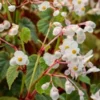 BEGONIA Grandis Subsp. Evansiana Var. Alba 2 BEGONIA Grandis Subsp. Evansiana Var. Alba -Garden Grace Store begonia grandis subsp 3