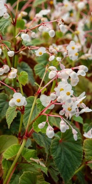 BEGONIA Grandis Subsp. Evansiana Var. Alba 3 BEGONIA Grandis Subsp. Evansiana Var. Alba