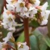 BERGENIA 'Bressingham White' -Garden Grace Store bergenia bressingham white 3140525 2