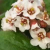 BERGENIA Ciliata -Garden Grace Store bergenia ciliata 2070538