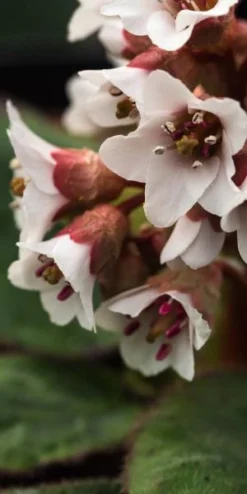 BERGENIA Ciliata -Garden Grace Store bergenia ciliata 3120013