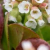 BERGENIA 'Diamond Drops' -Garden Grace Store bergenia diamond drops 3301032