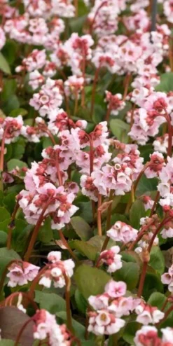 BERGENIA 'Harzkristall' -Garden Grace Store bergenia hartzkristal 3140481