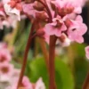 BERGENIA 'Harzkristall' -Garden Grace Store bergenia hartzkristal 3210058