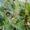 BLECHNUM Penna-marina Subsp.alpinum -Garden Grace Store blechnum penna marina subsp 2