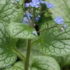 BRUNNERA Macrophylla 'Alexanders Great' PBR -Garden Grace Store brunnera alexander s great 2060453