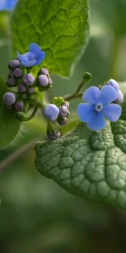 BRUNNERA Macrophylla 'Alexanders Great' PBR -Garden Grace Store brunnera alexanders great 1240113