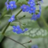 BRUNNERA Macrophylla 'Jack Frost' PBR -Garden Grace Store brunnera jack frost 4040019