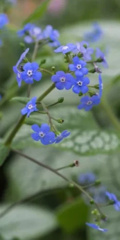 BRUNNERA Macrophylla 'Jack Frost' PBR