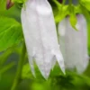 CAMPANULA 'Burghaltii' -Garden Grace Store campanula burgaltii 2