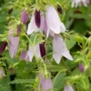 CAMPANULA Iridescent Bells ('Iribella' PBR) -Garden Grace Store campanula irridescent bells 2 3