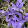 CAMPANULA Poscharskyana
