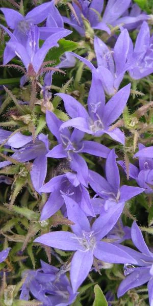 CAMPANULA Poscharskyana 3 CAMPANULA Poscharskyana