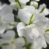 CARDAMINE Pratensis 'Flore Pleno' White-flowered (d) -Garden Grace Store cardamine pratensis flore pleno albus