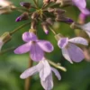CARDAMINE Quinquefolia -Garden Grace Store cardamine quinquefolia 3060108 2