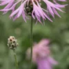CENTAUREA Bella -Garden Grace Store centaurea bella 5090034