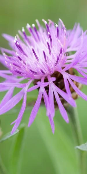 CENTAUREA Carniolica 4 CENTAUREA Carniolica - Image 2