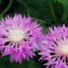 CENTAUREA 'John Coutts' -Garden Grace Store centaurea john coutts 2