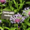 CENTAUREA Montana 2 CENTAUREA Montana -Garden Grace Store centaurea montana 5210095