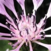 CENTAUREA Montana 'Carnea' -Garden Grace Store centaurea montana carnea