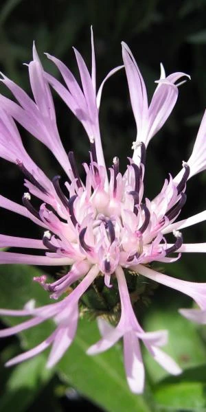 CENTAUREA Montana 'Carnea' 3 CENTAUREA Montana 'Carnea'