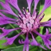 CENTAUREA Montana Purple -Garden Grace Store centaurea montana purple
