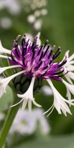 CENTAUREA Montana 'Purple Heart' -Garden Grace Store centaurea montana purple heart 5030055