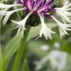 CENTAUREA Montana 'Purple Heart' -Garden Grace Store centaurea montana purple heart 5030059 2