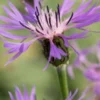 CENTAUREA Triumfettii Subsp. Stricta -Garden Grace Store centaurea triumfettii subsp