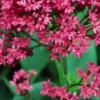 CENTRANTHUS Ruber Var. Coccineus -Garden Grace Store centranthus ruber var 2