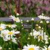 LEUCANTHEMUM Vulgare 'Maikonigin' -Garden Grace Store chelsea 2017 5220456