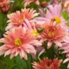 CHRYSANTHEMUM Rubellum 'Beechcroft' 1 CHRYSANTHEMUM Rubellum 'Beechcroft' -Garden Grace Store chrysanthemum beechcroft 242956