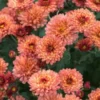 CHRYSANTHEMUM 'Bronze Elegance'