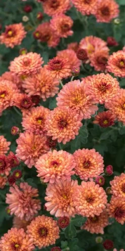 CHRYSANTHEMUM 'Bronze Elegance'