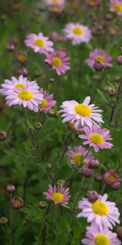 CHRYSANTHEMUM 'Innocence'