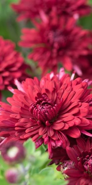 CHRYSANTHEMUM 'Ruby Mound' 4 CHRYSANTHEMUM 'Ruby Mound' - Image 2