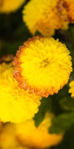 CHRYSANTHEMUM 'Yellow Pom Pom' 8 CHRYSANTHEMUM 'Yellow Pom Pom' -Garden Grace Store chrysanthemum yellow pom pom 200323