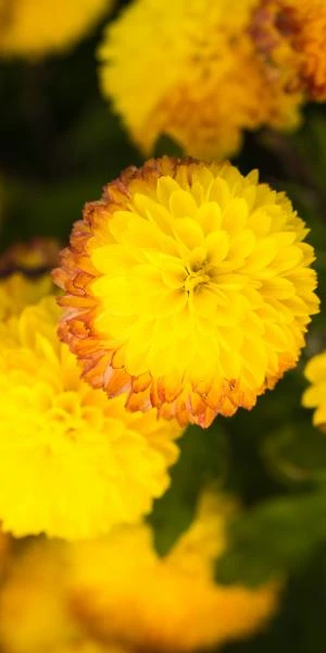 CHRYSANTHEMUM 'Yellow Pom Pom' 5 CHRYSANTHEMUM 'Yellow Pom Pom' - Image 3