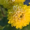 CHRYSANTHEMUM 'Yellow Pom Pom' -Garden Grace Store chrysanthemum yellow pom pom 290385
