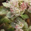 CHRYSOSPLENIUM Macrophyllum -Garden Grace Store chrysosplenum macrophyllum