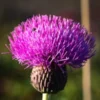 CIRSIUM Heterophyllum 2 CIRSIUM Heterophyllum -Garden Grace Store cirsium heterophyllum 101344 2