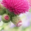 CIRSIUM Rivulare 'Atropurpureum' -Garden Grace Store cirsium riv 3