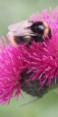 CIRSIUM Rivulare 'Atropurpureum' -Garden Grace Store cirsium rivulare atropurpurea